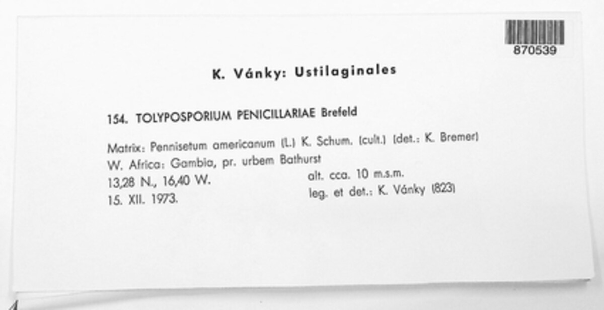 Moesziomyces bullatus image